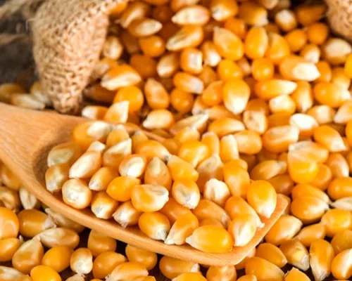 buy-yellow-corn-500x500